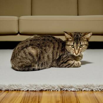 Rescue Domestic Short Hair Cats for Adoption in Augusta, Georgia - Chipperly | PetCurious