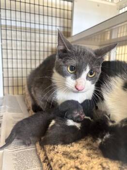 Grace -  Domestic Medium Hair Cat for Adoption in Green River, Wyoming - Grace | PetCurious