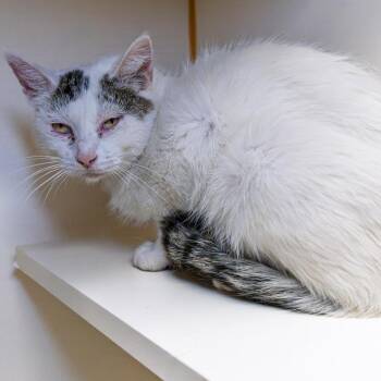 Ursula -  Domestic Short Hair Cat for Adoption in South Elgin, Illinois - Ursula | PetCurious