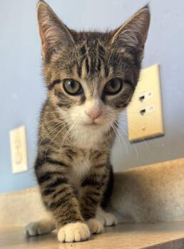 Canberra -  Domestic Short Hair Cat for Adoption in Brookings, South Dakota - Canberra | PetCurious