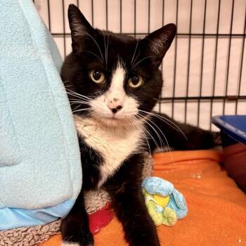 Domestic Short Hair Cats Available for Adoption - Boza | PetCurious