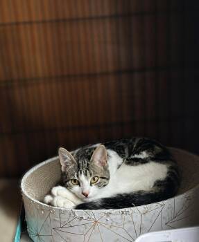 Domestic Short Hair Cats Available for Adoption in Burnaby, British Columbia - Olympia | PetCurious