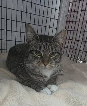 Domestic Short Hair Cats Available for Adoption in Trenton, New Jersey - Toffee | PetCurious