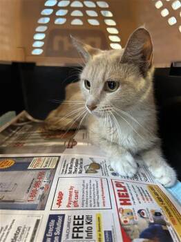 Domestic Short Hair Cats Available for Adoption in San Antonio, Texas - FELICIA | PetCurious