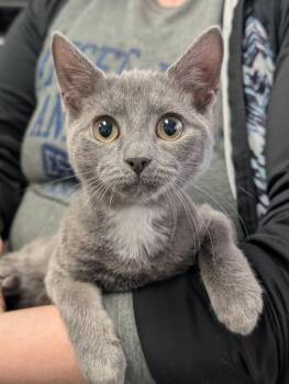 Domestic Short Hair Cats Available for Adoption - LEON | PetCurious