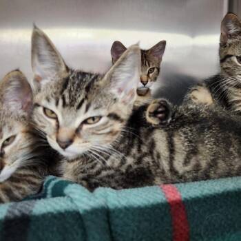 Vonte -  Domestic Short Hair Cat for Adoption in Walker, Michigan - Vonte | PetCurious