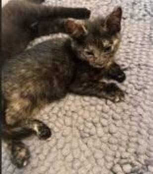 Tootsie (polydactyl & bonded with Yeya) -  Domestic Short Hair Cat for Adoption in Pickering, Ontario - Tootsie (polydactyl & Bonded With Yeya) | PetCurious