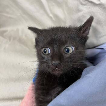 Domestic Short Hair Cats Available for Adoption in Lyndhurst, Virginia - SVAS-Stray-38671 | PetCurious
