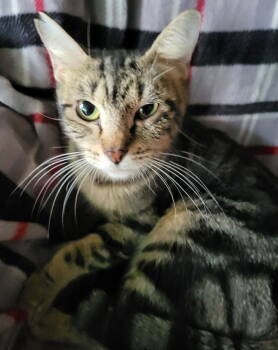 Rescue Domestic Short Hair Cats for Adoption in Oviedo, Florida - Marley The Classic Brown Tabby | PetCurious