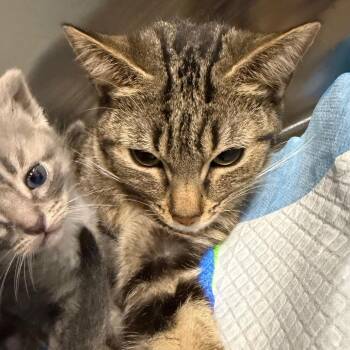 Letter -  Domestic Short Hair Cat for Adoption in Greensboro, North Carolina - Letter | PetCurious