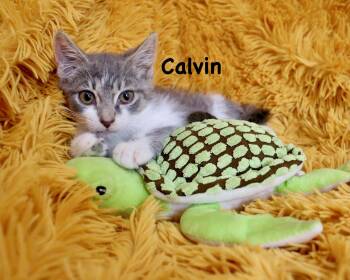 Calvin -  Turkish Van and Domestic Short Hair Cat for Adoption in St. Augustine, Florida - Calvin | PetCurious