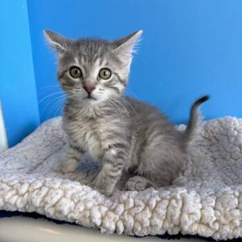 Domestic Short Hair Cats Available for Adoption in Mankato, Minnesota - Fern | PetCurious