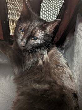 Midnight -  Domestic Medium Hair Cat for Adoption in Cincinnati, Ohio - Midnight | PetCurious