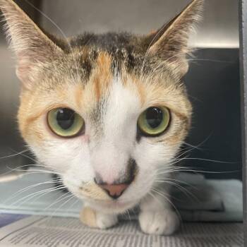 Leyla -  Domestic Short Hair Cat for Adoption in Chicago, Illinois - Leyla | PetCurious