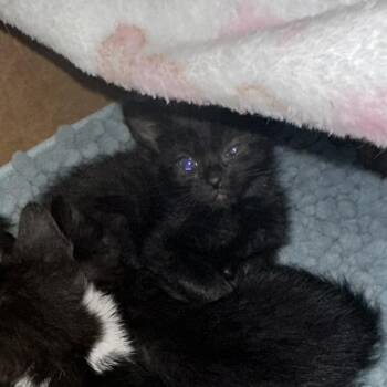 Apolla -  Domestic Short Hair Cat for Adoption in West Palm Beach, Florida - Apolla | PetCurious