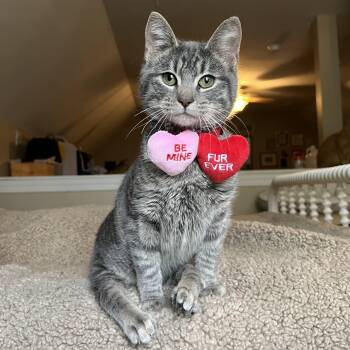 Domestic Short Hair Cats Available for Adoption - Twinkle Twinkle | PetCurious