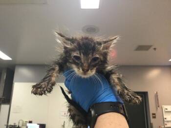 Domestic Medium Hair Cats Available for Adoption in Thousand Palms, California - A1916672 | PetCurious