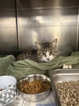 Bernardo -  Domestic Short Hair Cat for Adoption in Lowell, Massachusetts - Bernardo | PetCurious