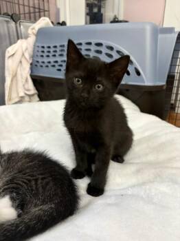 Bethany Beach -  Domestic Short Hair Cat Available for Adoption in Parkville, Maryland - Bethany Beach | PetCurious