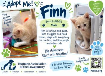 Finn -  Domestic Short Hair Cat for Adoption in Beaufort, South Carolina - Finn | PetCurious