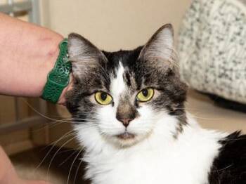 Domestic Short Hair Cats Available for Adoption in Longmont, Colorado - Indie | PetCurious