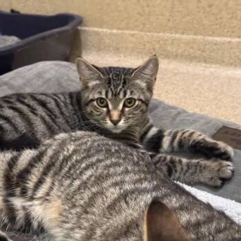 Tetra -  Domestic Short Hair Cat for Adoption in Pekin, Illinois - Tetra | PetCurious