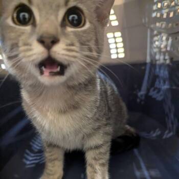 Frannie -  Domestic Short Hair Cat for Adoption in Lynchburg, Virginia - Frannie | PetCurious