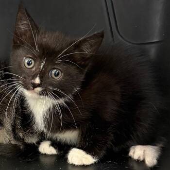 Boo -  Domestic Short Hair Cat for Adoption in Newark, New Jersey - Boo | PetCurious