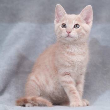 Texas Pete -  Domestic Short Hair Cat for Adoption in Sunnyvale, California - Texas Pete | PetCurious