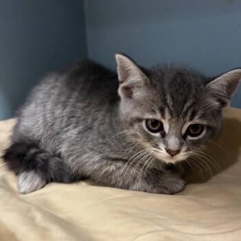 Domestic Short Hair Cats Available for Adoption in Chattanooga, Tennessee - Reese