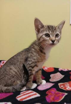 Domestic Short Hair Cats Available for Adoption in Dickson, Tennessee - Iris | PetCurious