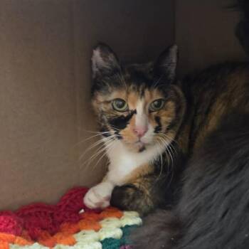 Francine -  Domestic Short Hair Cat for Adoption in Ballston Spa, New York - Francine | PetCurious