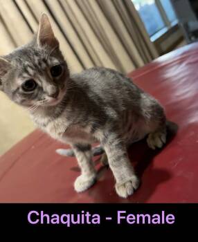 Chaquita -  Domestic Short Hair Cat for Adoption in Mustang, Oklahoma - Chaquita | PetCurious