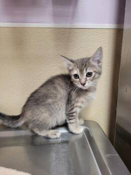 Juneberry -  Domestic Short Hair Cat for Adoption in Vancouver, Washington - Juneberry | PetCurious