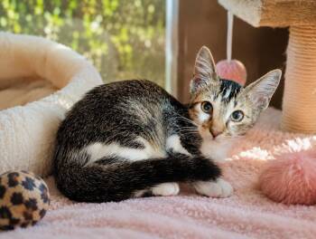 Monroe -  Domestic Short Hair Cat for Adoption in Gun Barrel City, Texas - Monroe | PetCurious