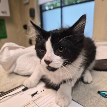 John -  Domestic Short Hair Cat for Adoption in Pasadena, California - John | PetCurious