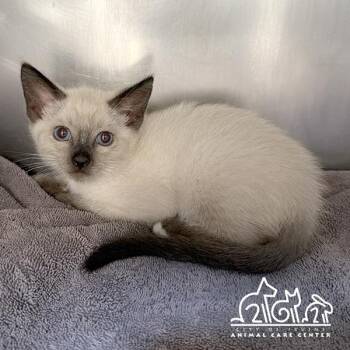 MALUAKA -  Siamese Cat for Adoption in Irvine, California - MALUAKA | PetCurious