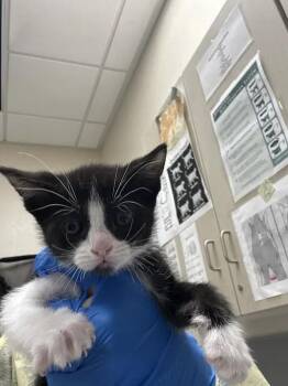 DAN -  Domestic Medium Hair and Domestic Short Hair Cat for Adoption in Las Vegas, Nevada - DAN | PetCurious