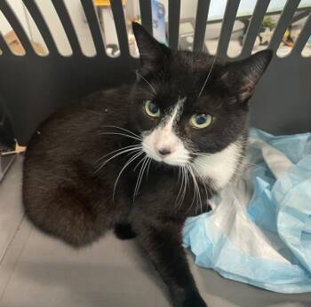 Zaza -  Domestic Short Hair Cat for Adoption - Zaza | PetCurious