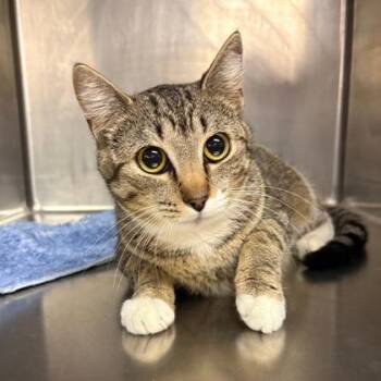 Domestic Short Hair Cats Available for Adoption in Fort Worth, Texas - Lucky Loo | PetCurious