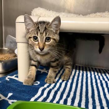 Cashew -  Domestic Short Hair Cat for Adoption in Mentor, Ohio - Cashew | PetCurious