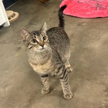 Domestic Short Hair Cats Available for Adoption in Lenexa, Kansas - Freya | PetCurious