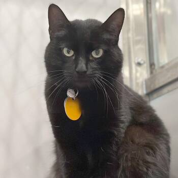 Boots -  Domestic Short Hair Cat for Adoption in Port Washington, New York - Boots | PetCurious