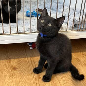 American Shorthair Cats Available for Adoption in Hull, Massachusetts - Billiard | PetCurious