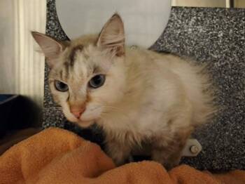 CREAM PUFF -  Domestic Medium Hair Cat for Adoption in Martinez, California - CREAM PUFF | PetCurious