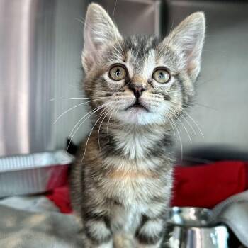 Foh -  Domestic Short Hair Cat for Adoption in Matteson, Illinois - Foh | PetCurious