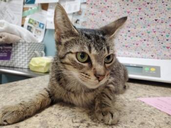 Rescue Domestic Short Hair Cats for Adoption in Maumee, Ohio - Luna | PetCurious