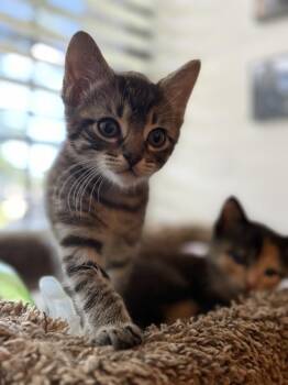 Remy Ratatouille -  Tabby and Domestic Short Hair Cat for Adoption in Dallas, Texas - Remy Ratatouille | PetCurious