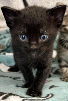 Lady Bug (Yellow collar) -  Domestic Short Hair Cat for Adoption in Houston, Texas - Lady Bug (Yellow Collar) | PetCurious