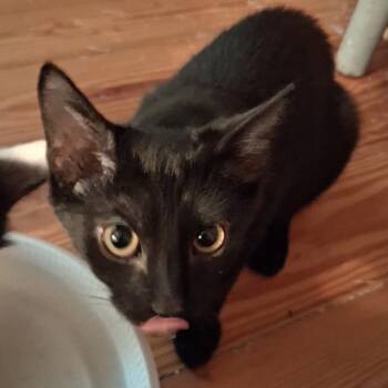 Rescue Domestic Short Hair Cats for Adoption in Washington, District Of Columbia - Hercules | PetCurious